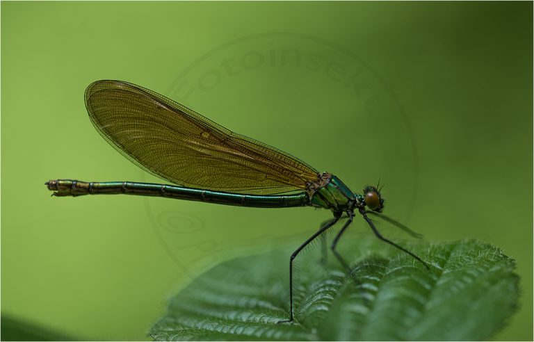 Calopteryx virgo ♀