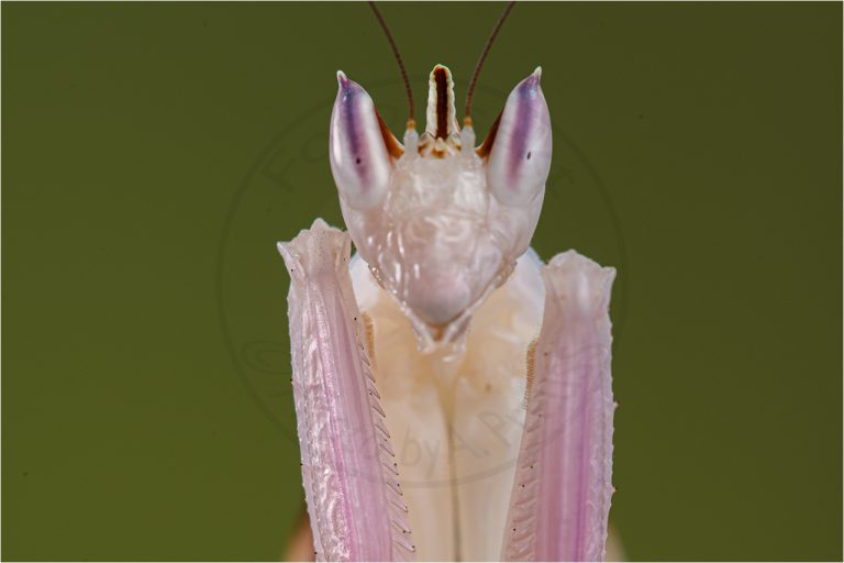 Hymonopus coronatus