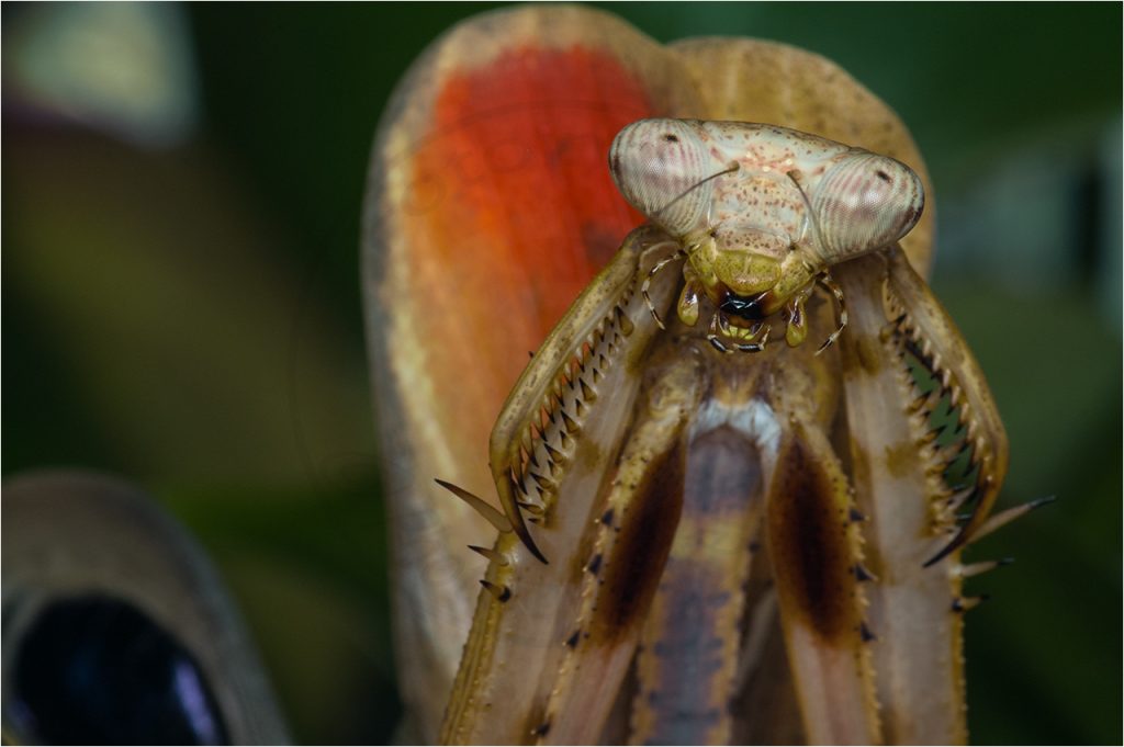 Pfauenfedrige Mantis