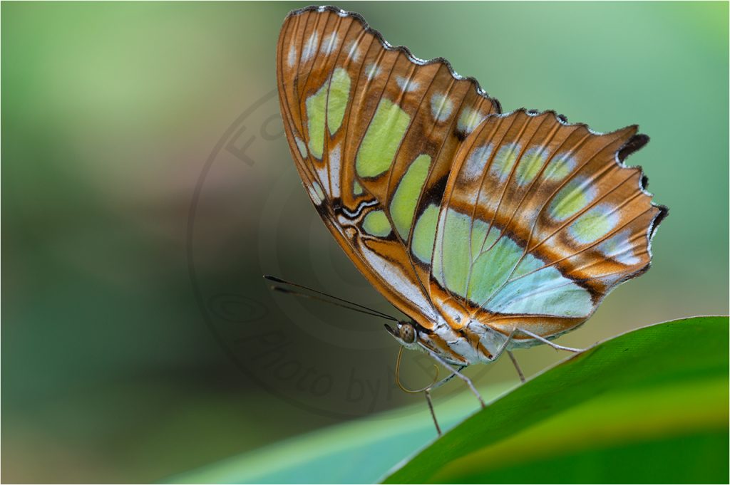 Malachit Schmetterling Siproeta stelens
