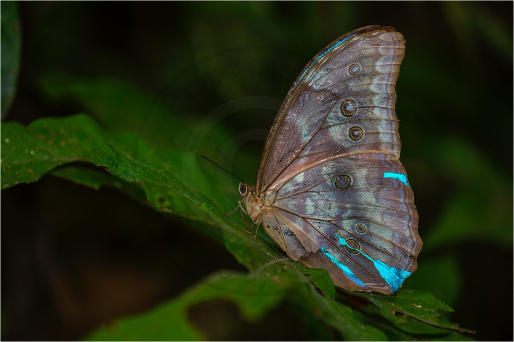 Morpho-Butterfly Art unbk. Costa Rica
