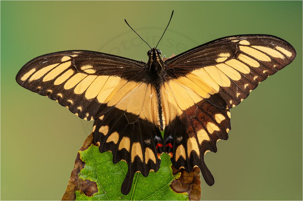 Schwalbenschwanz Papilio astyalus