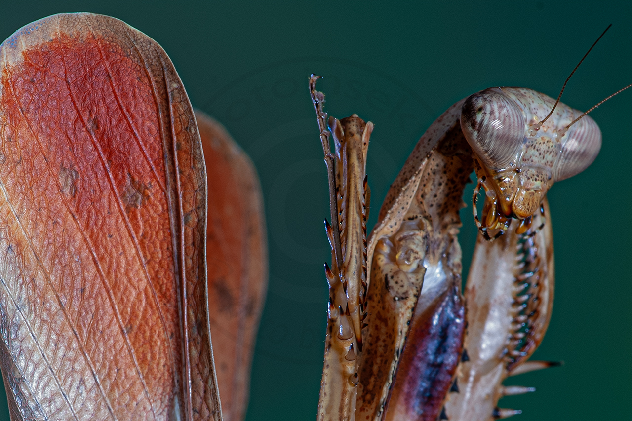 Pfauenfedrige Mantis