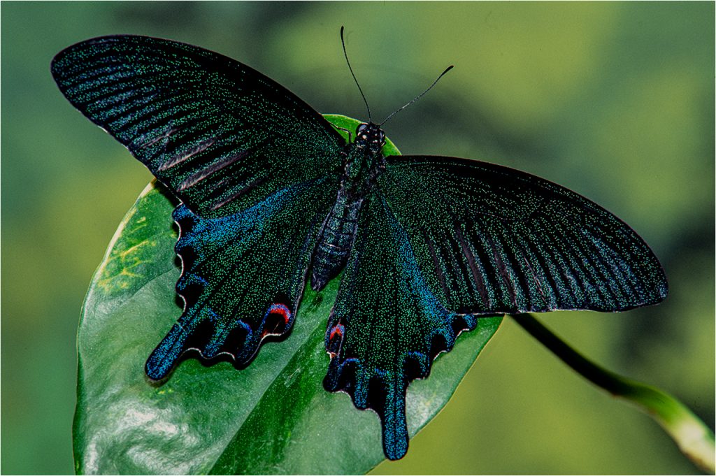 Ritterfalter Papilio bianor