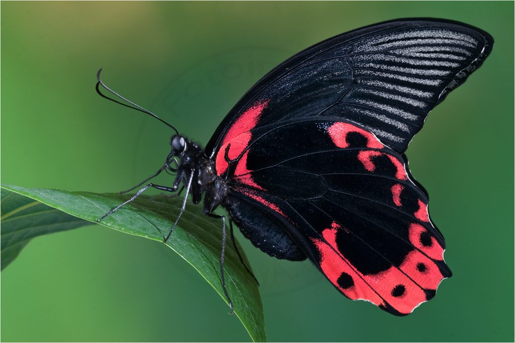 Ritterfalter Papilio rumanzovia