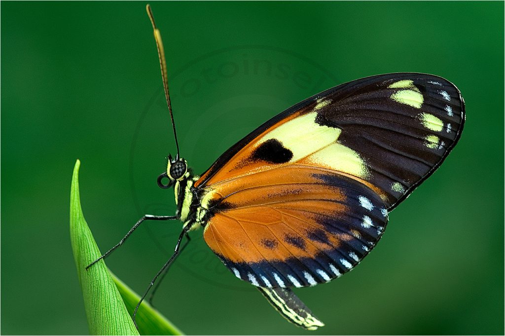 Passionsfalter Heliconius hecale